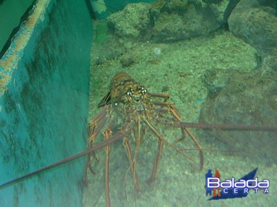 Balada: Fotos especiais de Porto Seguro - Bahia, na Ilha dos Aqurios