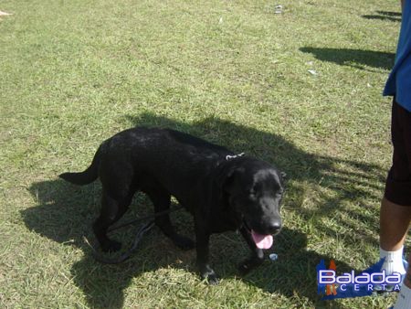 Balada: Fotos da Rave Psy4Friends